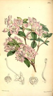 figured is an azalea with pink flowers with small darker spots.  Curtis's Botanical Magazine t.5064, 1858.