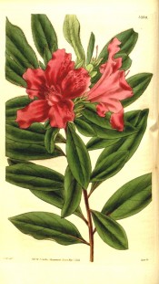 The image depicts a single azalea with bright red flowers.  Curtis's Botanical Magazine t.3239, 1833.
