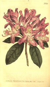Figured are oblong leaves and a truss of tubular-bell-shaped mauvy-pink flowers.  Curtis's Botanical Magazine t.650/,803.