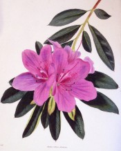 The image shows an azalea with single, rosy-purple flowers.  Loddiges Botanical Cabinet no.1735, 1833.
