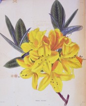 Figured are glossy, oblong leaves and large bright yellow flowers.  Loddiges Botanical Cabinet no.885, 1824.