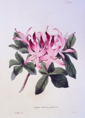 Illustrated are leaves and deep pink, long-tubed flowers.  Loddiges Botanical Cabinet no.441, 1820.