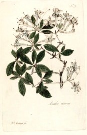 Illustrated are leaves and small white, long-tubed flowers.  Meerburg pl.9, 1798.