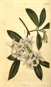Figured are lance-shaped leaves and cluster of small, whitish-purple flowers.  Curtis's Botanical Magazine t.2308,1822.