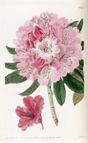 Shown is a single pink flower of R. x nobleleanum with a larger depiction of R. pulcherrimum.  Botanical Register t.1820, 1836.