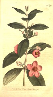 Figured are oval, opposite leaves and axillary, clustered rose-coloured flowers.  Curtis's Botanical Magazine t.250, 1794.