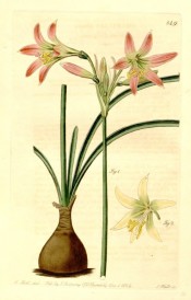 The image depicts bulb, leaves and widely funnel-shaped pink flowers with pale throat.  Botanical Register  f.849, 1824.