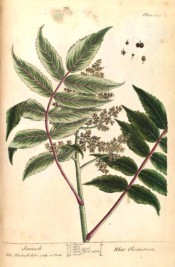 The plate depicts pinnate leaves, loose panicle of small flowers and detail of fruits.  Blackwell pl.486, 1739.