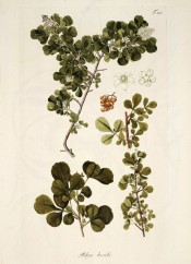 Several images show 3-pinnate leaves, panicles of whitish flowers and yellow berries.  Jacquin Sch. vol.3, t.347, 1797-1804.