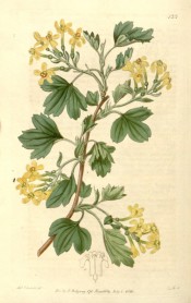 Illustrated are the 3-lobed leaves and yellow flowers.  Botanical Register f.125, 1816.