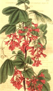 Shown are 3- to 5-lobed leaves and pendant racemes of tubular, deep pink flowers.  Curtis's Botanical Magazine  t.3335, 1834.