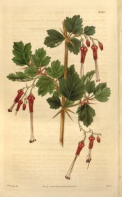 Figured is a spiny stem, lobed leaves and pendant, fuchsia-like red flowers.  Curtis's Botanical Magazine t.3530, 1836.