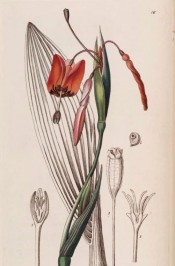 Illustrated are sword-shaped leaves and and semi-pendant, iris-like scarlet flowers.  Botanical Register f.16, 1840.