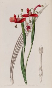 Illustrated are sword-shaped leaves and and semi-pendant, iris-like bright red flowers.  Botanical Register f.68, 1841.