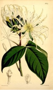 Illustrated are the oblong leaves and large white flowers.  Curtis's Botanical Magazine t.5344, 1862.