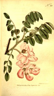 Figured are pinnate leaves and pendant raceme of light rose-pink flowers.  Curtis's Botanic Magazine t.311, 1795.