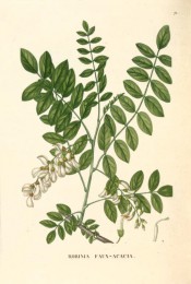 Shown are pinnate leaves with lance-shaped leaflets, and pendant raceme of white flowers.  Saint-Hilaire Arb. pl.71/1824.