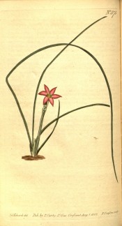 Figured are long, wiry leaves and small pink flower.  Curtis's Botanical Magazine t.575, 1802.