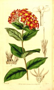 Figured are oblong-lanceolate leaves and dense corymb of red, yellow-centred flowers.  Curtis's Botanical Magazine t.3953, 1842.