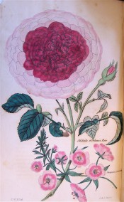 The rose figured is very double with pale pink outer petals but deep red inner ones.  Floricultural Cabinet p.193, 1837.