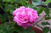 The photograph shows a very double rose with cerise-pink flowers and mid-green foliage.
