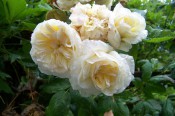 The photograph shows a group of very double pale yellow roses.