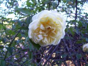 The photograph shows a large, very double yellow flower in situ.  Photograph Colin mills.