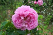 The photograph shows a double pink rose.