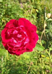 The photograph shows a deep crimson rose with a few white markings at the base of petals.  Photograph Colin Mills.