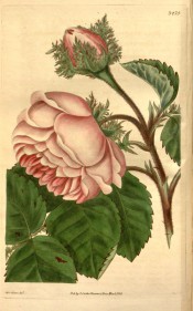 The rose figured has double pink flowers, the flower bracts having fern-like crests.  Curtis's Botanical Magazine t.3475, 1835.