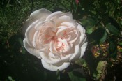 The photograph shows a very double pale pink rose.