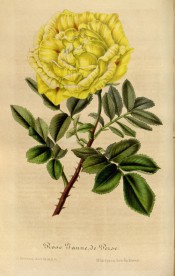 Figured is a thorny stem with a double yellow flower with a few red marks.  Flore des Serres f.374, 1848.