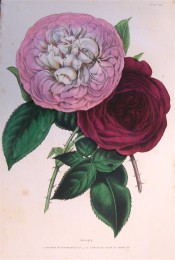 Figured are 2 very double roses, a rich rose pink and a deep crimson.  British Florist pl.52, 1844.