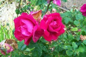 The photograph shows two very double bright red roses.