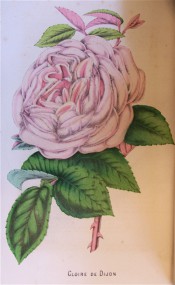 Figured is a large, very double rose in shades of pink and salmon.  Floricultural Cabinet p.297, 1855.