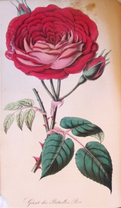 Figured are pinnate leaves and a very double red rose, the petals with silvery reverse.  Floricultural Cabinet. p.73, 1850.
