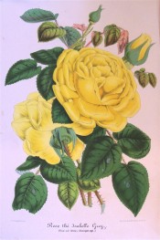 The image depicts a beautiful very double, deep yellow rose.  Illustration Horticole pl.212, 1859.