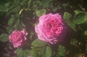 The photograph shows a very double deep pink rose.