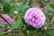 The photograph shows a double rose pink rose.
