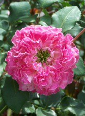 The photograph shows a deep pink, double rose with a small green eye and glossy foliage.  Photograph Colin Mills.