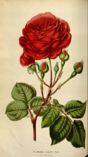 Figured is a scarlet-crimson, very double rose with glossy foliage.  British Florist pl.15, 1841.