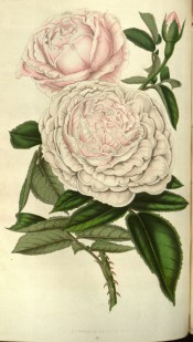 Figured is a very double rose with white flowers shaded pink.  Flore des Serres f.691, 1852.