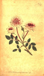 Figured are pinnate leaves and small double white roses with a deep pink centre.  Curtis's Botanical Magazine t.407, 1798.