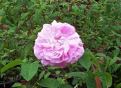 The photograph shows a very double rose with salmon-rose flowers and pale green foliage.