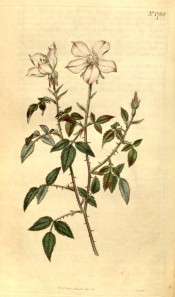 Figured is a spiny shoot, pinnate leaves and white, pink-tinged single flowers.  Flore des Serres f.769, 1853.