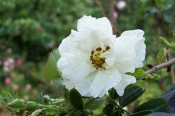 The photograph shows a semi-double, pure white rose with buds.