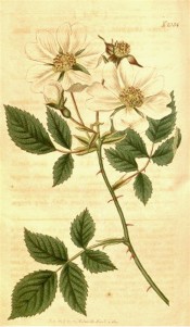 The image depicts a rose with 3-5 leaflets and single white flowers.  Curtis's Botanical Magazine t.2054, 1819.
