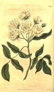 Figured are pinnate leaves and a cluster of small white, double roses.  Curtis's Botanical Magazine t.1954, 1817.