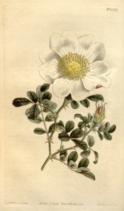 Shown are leaves and single flowers of pure white with prominent yellow stamens.  Curtis's Botanical Magazine t.1377,1811.