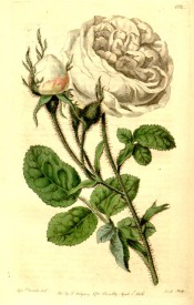 Figured is a very double white rose with mossy stems and buds.  Botanical Register f.102, 1816.